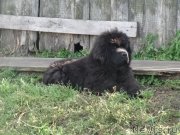 Превью фото № 238809