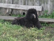 Превью фото № 238810