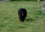 Превью фото № 238816