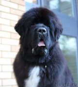 Превью фото № 238841