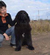 Превью фото № 238846