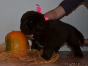 Превью фото № 238848