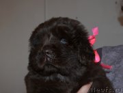 Превью фото № 238850