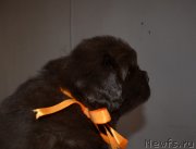 Превью фото № 238853