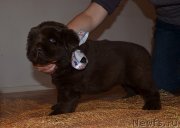 Превью фото № 238854