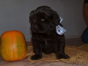 Превью фото № 238856