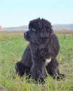 Превью фото № 238857