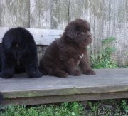 Превью фото № 238881