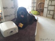 Превью фото № 238901