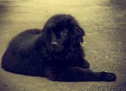 Превью фото № 238946