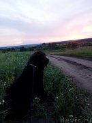 Превью фото № 238962