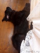 Превью фото № 238969