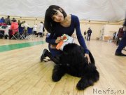 Превью фото № 239045