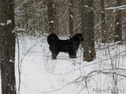 Превью фото № 239053