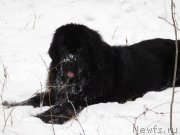 Превью фото № 239054