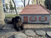 Превью фото № 239060