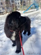 Превью фото № 239096