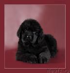 Превью фото № 23912