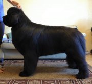 Превью фото № 239213