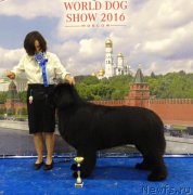 Превью фото № 239215