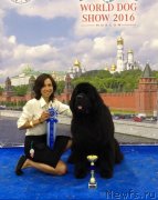 Превью фото № 239216