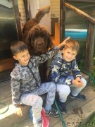 Превью фото № 239234