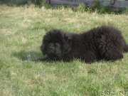 Превью фото № 239241