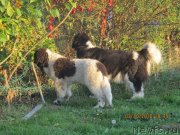 Превью фото № 239259