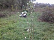 Превью фото № 239263