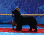 Превью фото № 239281