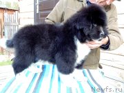 Превью фото № 239305