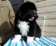 Превью фото № 239312