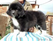 Превью фото № 239317