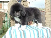 Превью фото № 239318