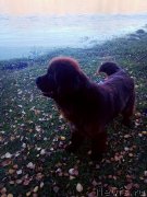 Превью фото № 239328