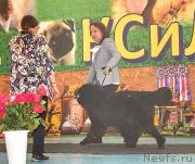 Превью фото № 239335