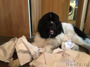 Превью фото № 239345