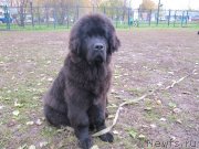 Превью фото № 239372