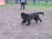 Превью фото № 239373