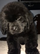 Превью фото № 239390