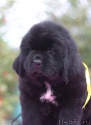 Превью фото № 239490