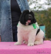 Превью фото № 239501