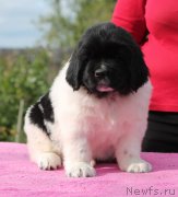 Превью фото № 239503