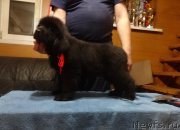 Превью фото № 239599