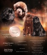 Превью фото № 239604