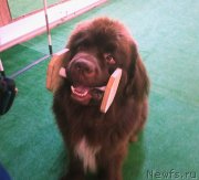 Превью фото № 239613