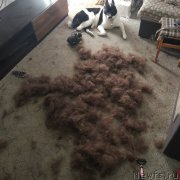 Превью фото № 239615