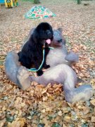 Превью фото № 239665