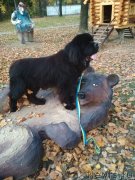 Превью фото № 239667