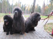 Превью фото № 239728